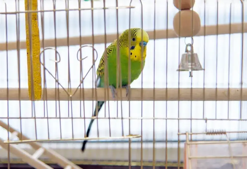tips for travel nurses traveling with unusual pets