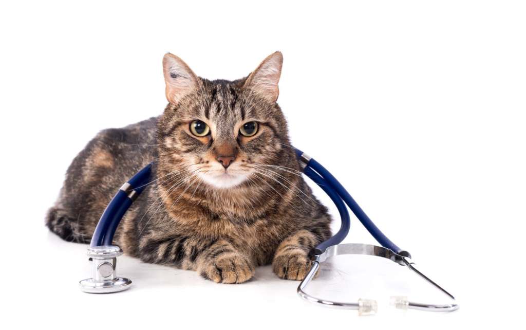 cat with stethoscope tnaa pet insurance