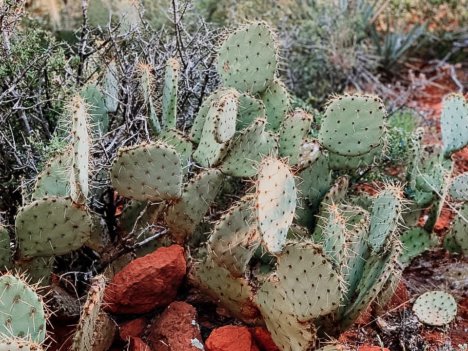 Opuntia azurea cactus in phoenix Arizona desert