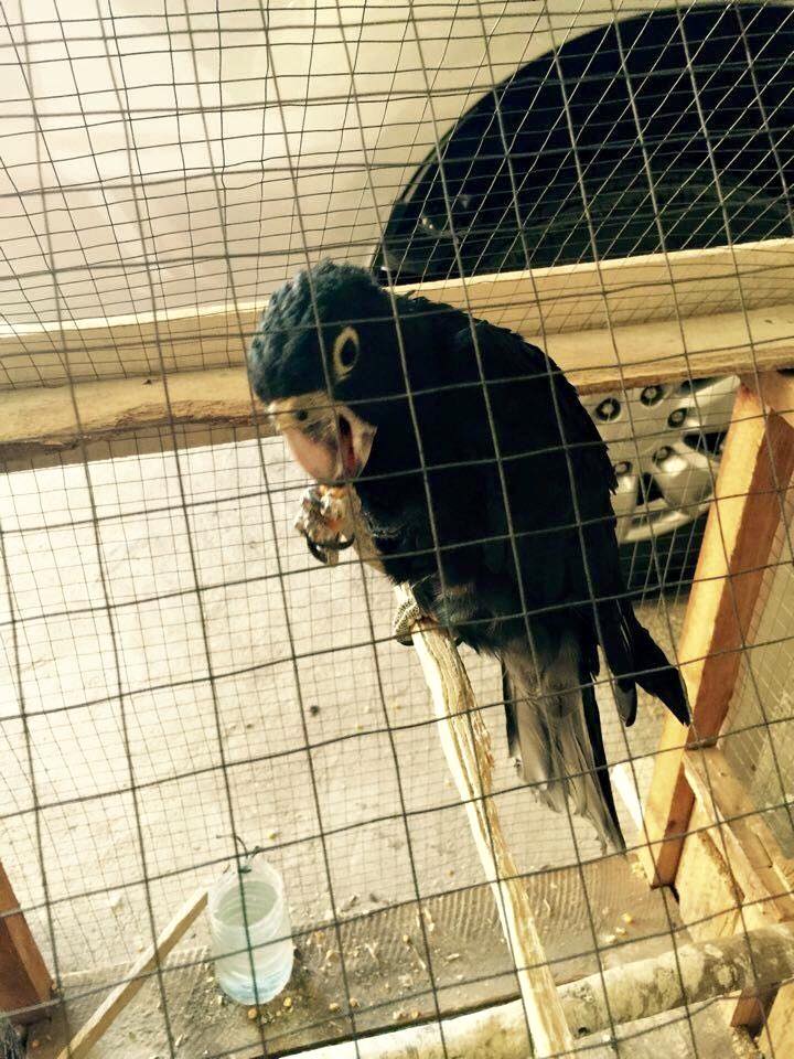 pet bird in a cage aboard the Mercy Ships