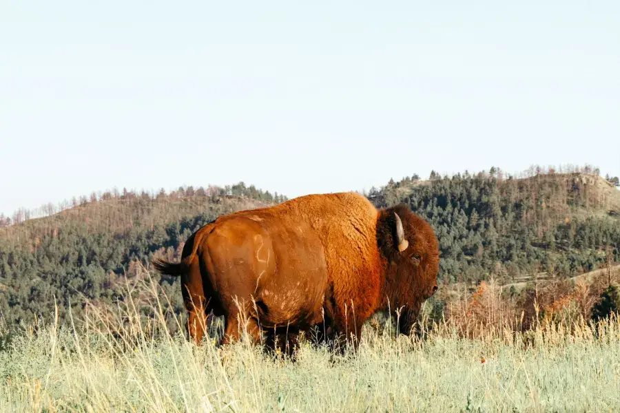 Top Bucket List Things To Do During Your South Dakota Assignment image of a bison in a field in South Dakota
